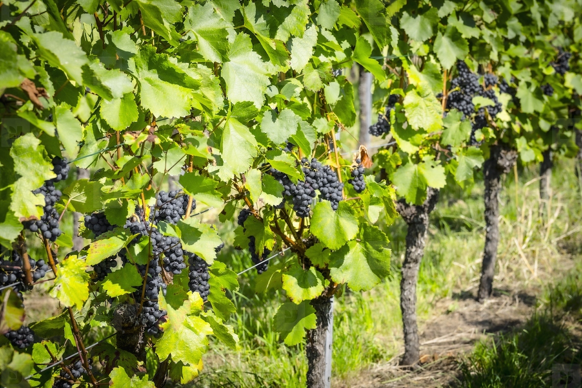 Sunlight over black bunches of grapes hanging from green grapevines in vineyard