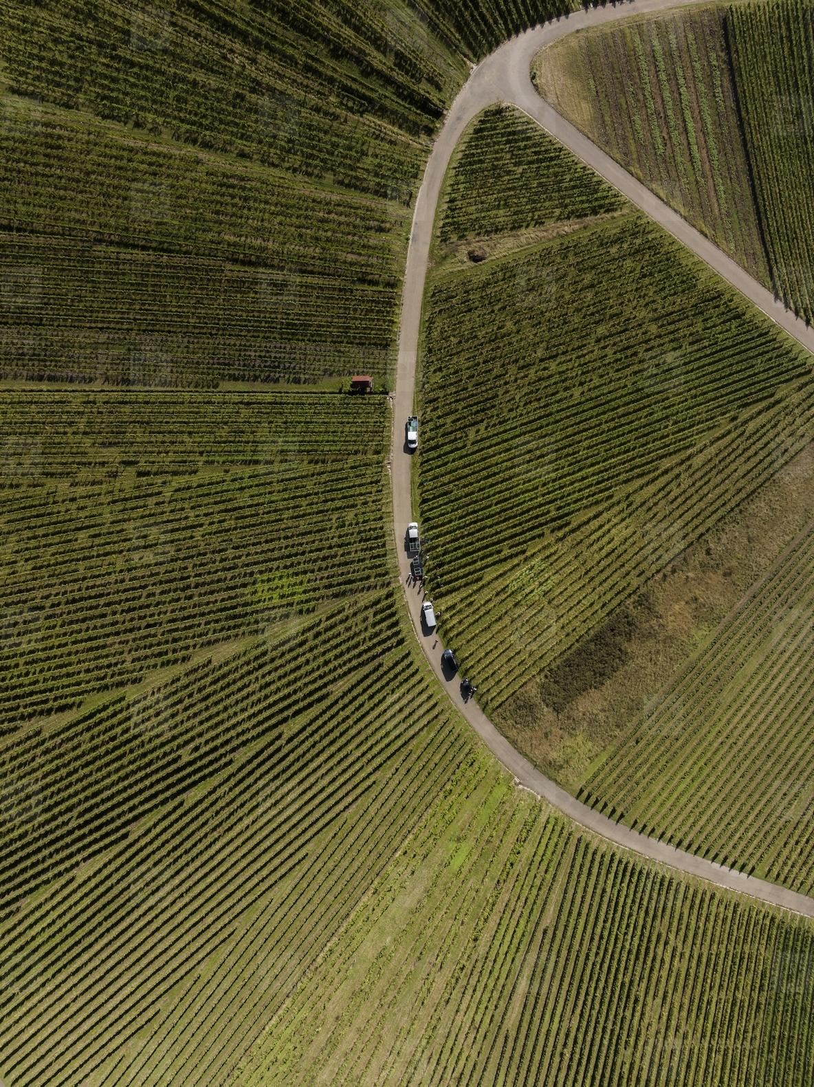 Aerial view of fanning green rows of vineyard grapevines with vehicles along a curved road