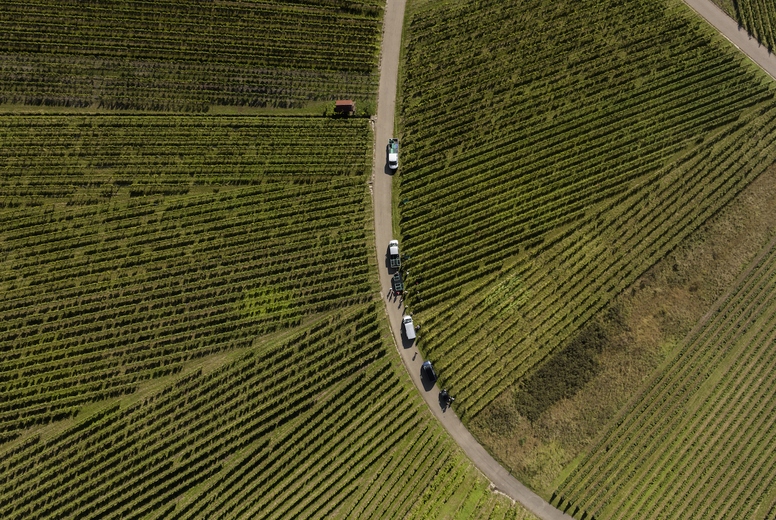 Aerial view of fanning green rows of vineyard grapevines with vehicles along a curved road