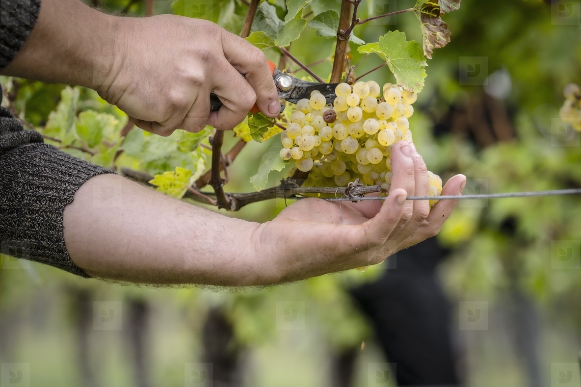 Close up vineyard worker with pruning shears harvesting ripe bunch of yellow grapes from grapevine