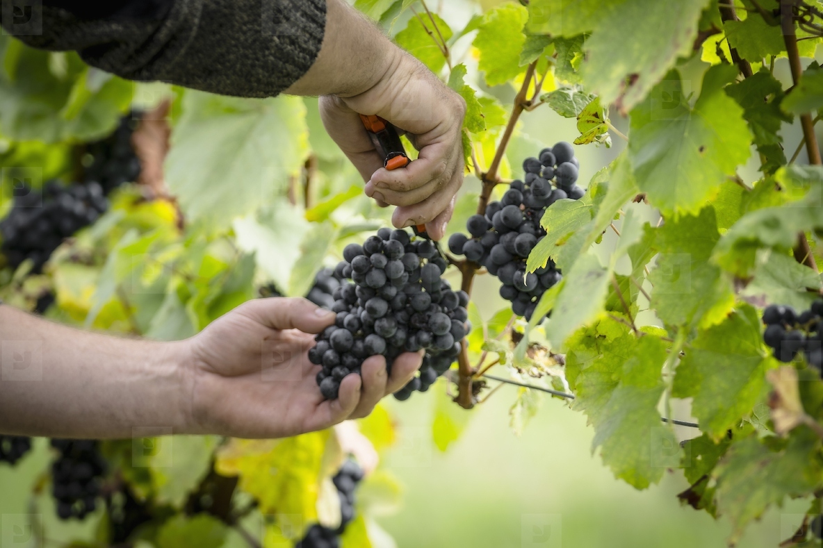 Close up hands of vineyard worker harvesting a ripe dark bunch of grapes from vine