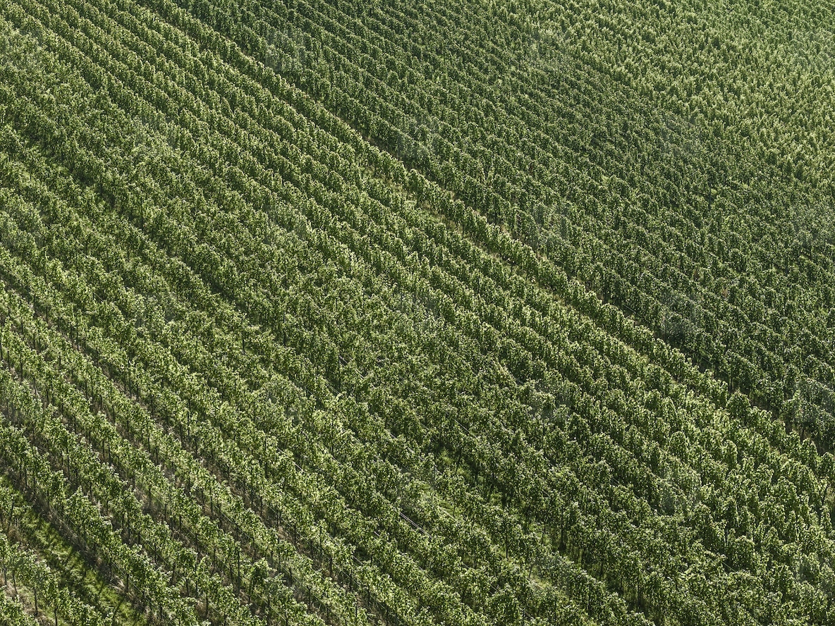Full frame aerial view rows of lush green vineyard grapevines