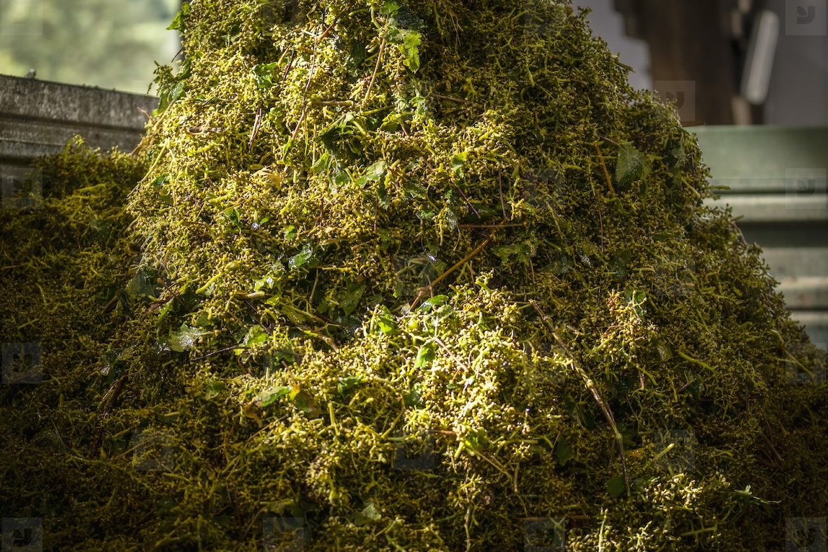 Sunlight over heap of empty green winery grape stems