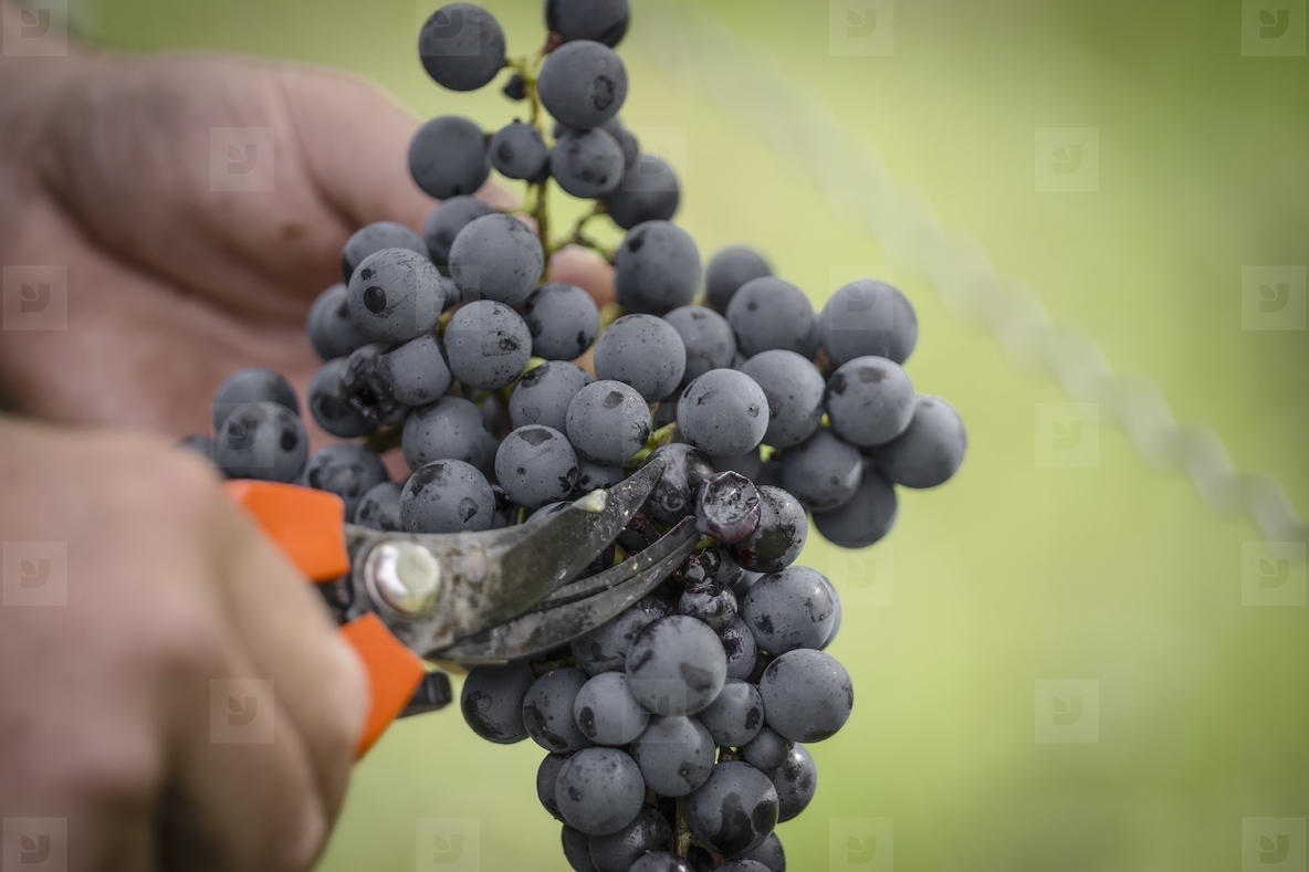 Close up vineyard worker with pruning shears cutting into a bunch of ripe blue grapes