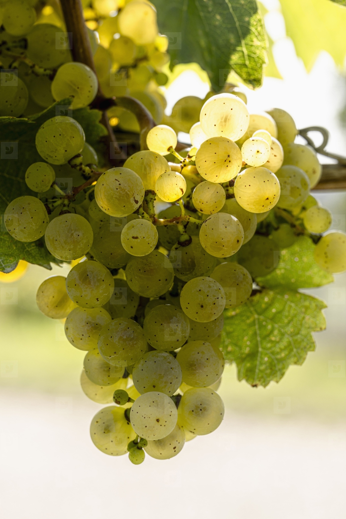 Close up sunlight over the top of a bunch of translucent green grapes growing on vineyard grapevine