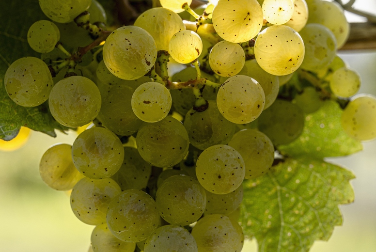 Close up sunlight over the top of a bunch of translucent green grapes growing on vineyard grapevine