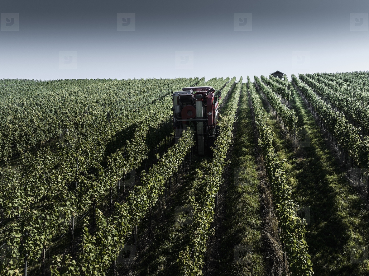 Grape harvester among repeating rows of lush