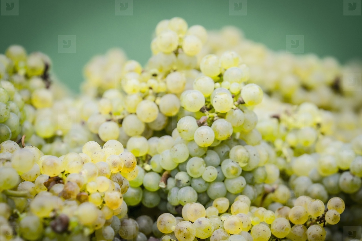 Close up translucent bunches of ripe green grapes
