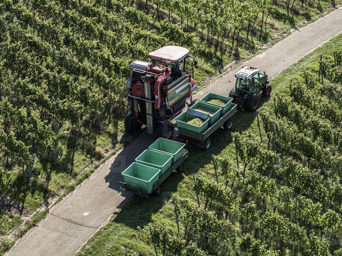 Aerial view of grape harvester machinery and bins on road among rows of grapevines in sunny vineyard