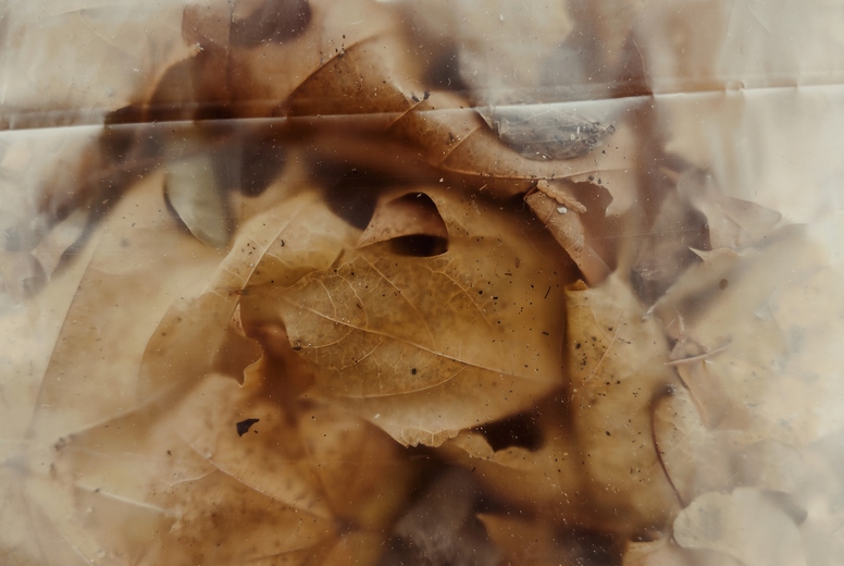 Close up transparent plastic bag over brown autumn leaves