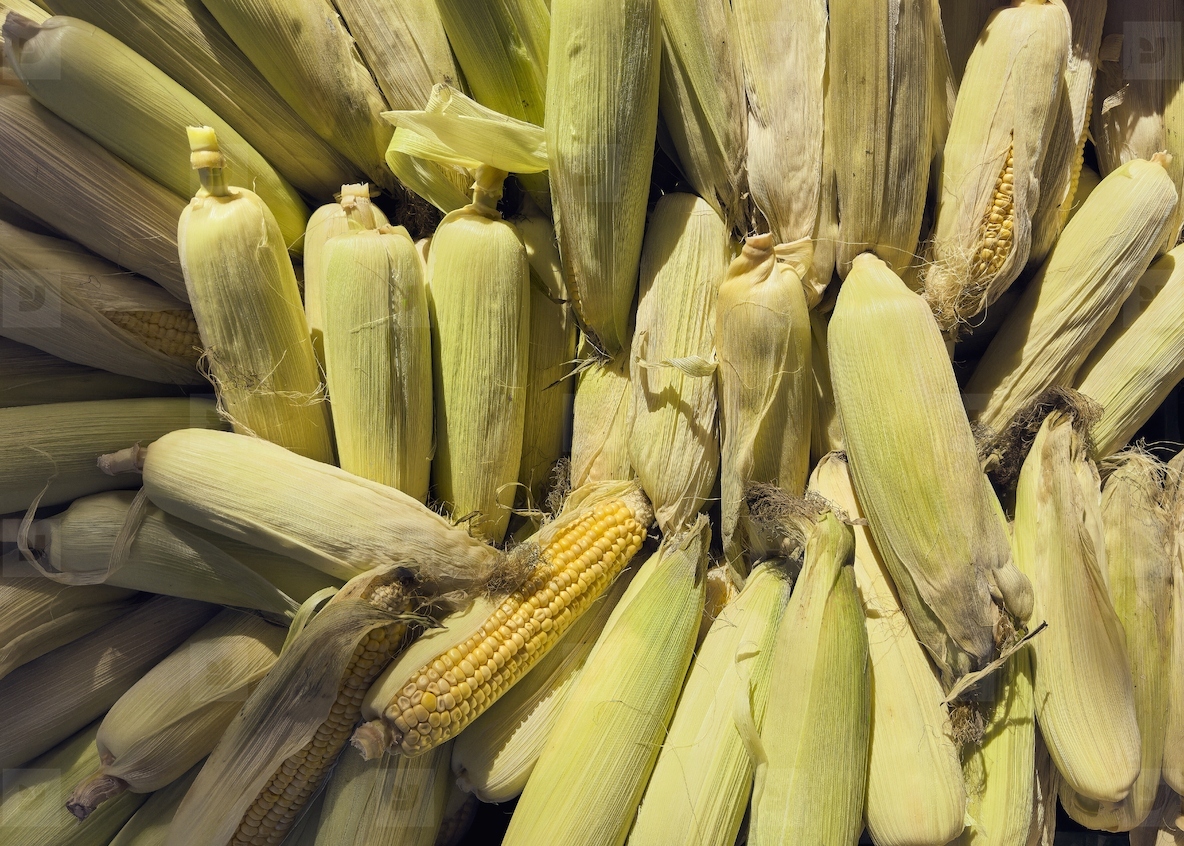 Full frame view from above harvested corn cobs in husks