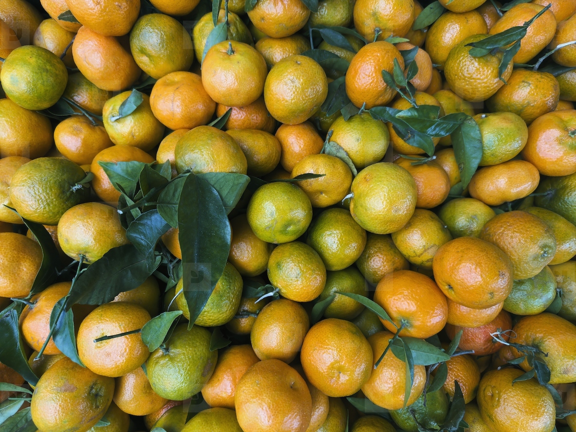 Full frame view from above freshly harvested oranges with leaves