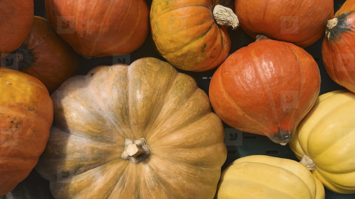 Close up view from above variety of small yellow and orange pumpkins