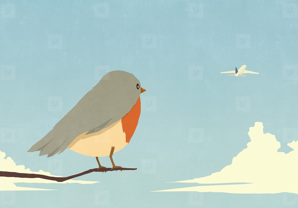 Curious bird perched on branch watching airplane in blue sky