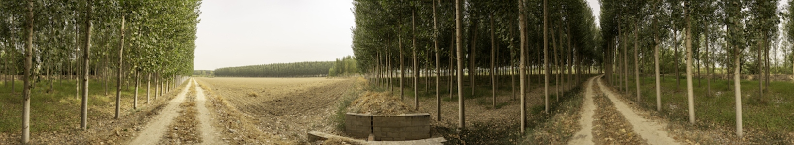A beautiful and lush treelined pathway winding through a picturesque agricultural landscape