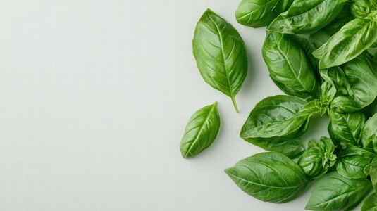 Fresh basil leaves arranged on white background