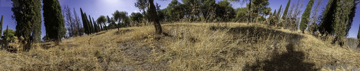 A Beautiful Scenic View of Dry Grassland and Towering Cypress Trees Beneath a Blue Sky