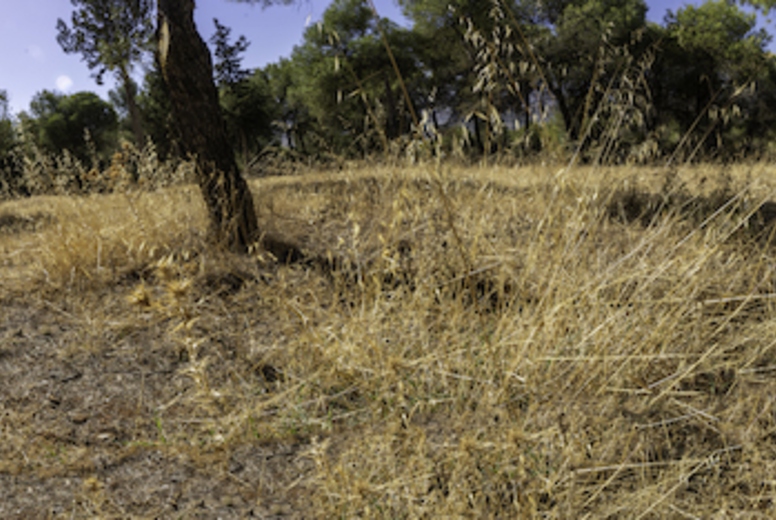 A Beautiful Scenic View of Dry Grassland and Towering Cypress Trees Beneath a Blue Sky