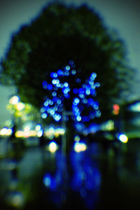 illuminated tree
