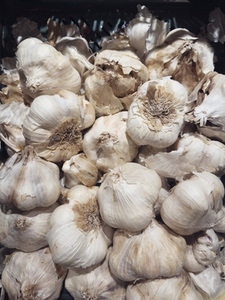 Close up still life bunch of freshly harvested garlic bulbs