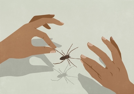 Hands stretching legs of spider Hands stretching legs of spider