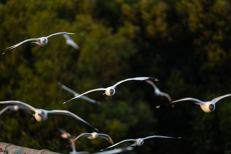 Many seagulls fleeing from the cold weather in Siberia come to B