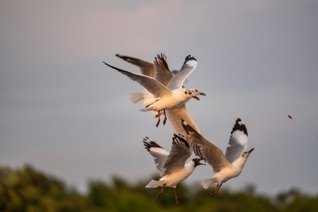 Many seagulls fleeing from the cold weather in Siberia come to B