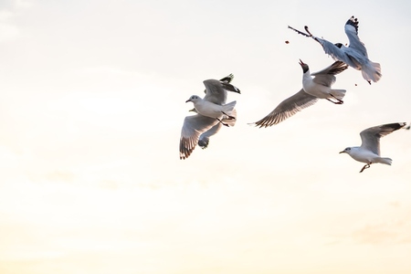 Many seagulls fleeing from the cold weather in Siberia come to B