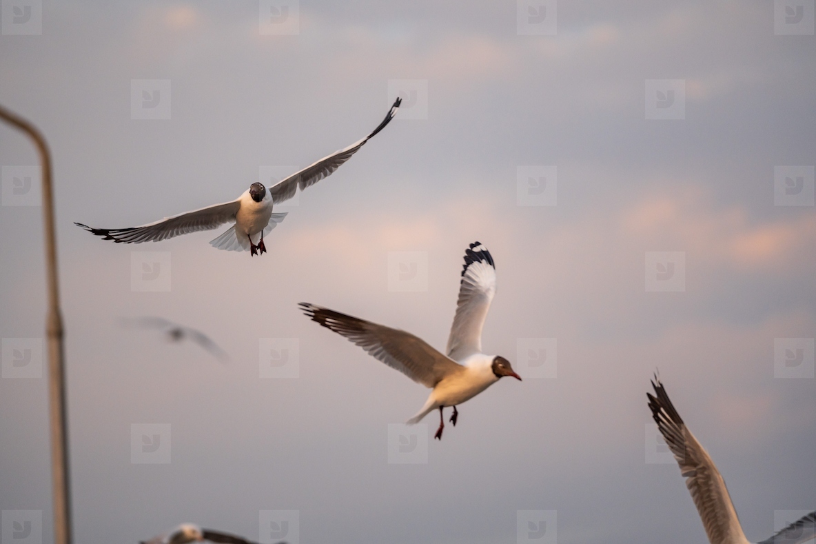 Many seagulls fleeing from the cold weather in Siberia come to B