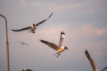 Many seagulls fleeing from the cold weather in Siberia come to B
