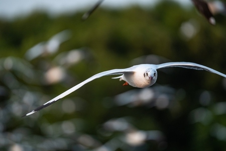 Many seagulls fleeing from the cold weather in Siberia come to B