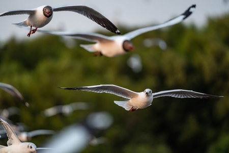 Many seagulls fleeing from the cold weather in Siberia come to B