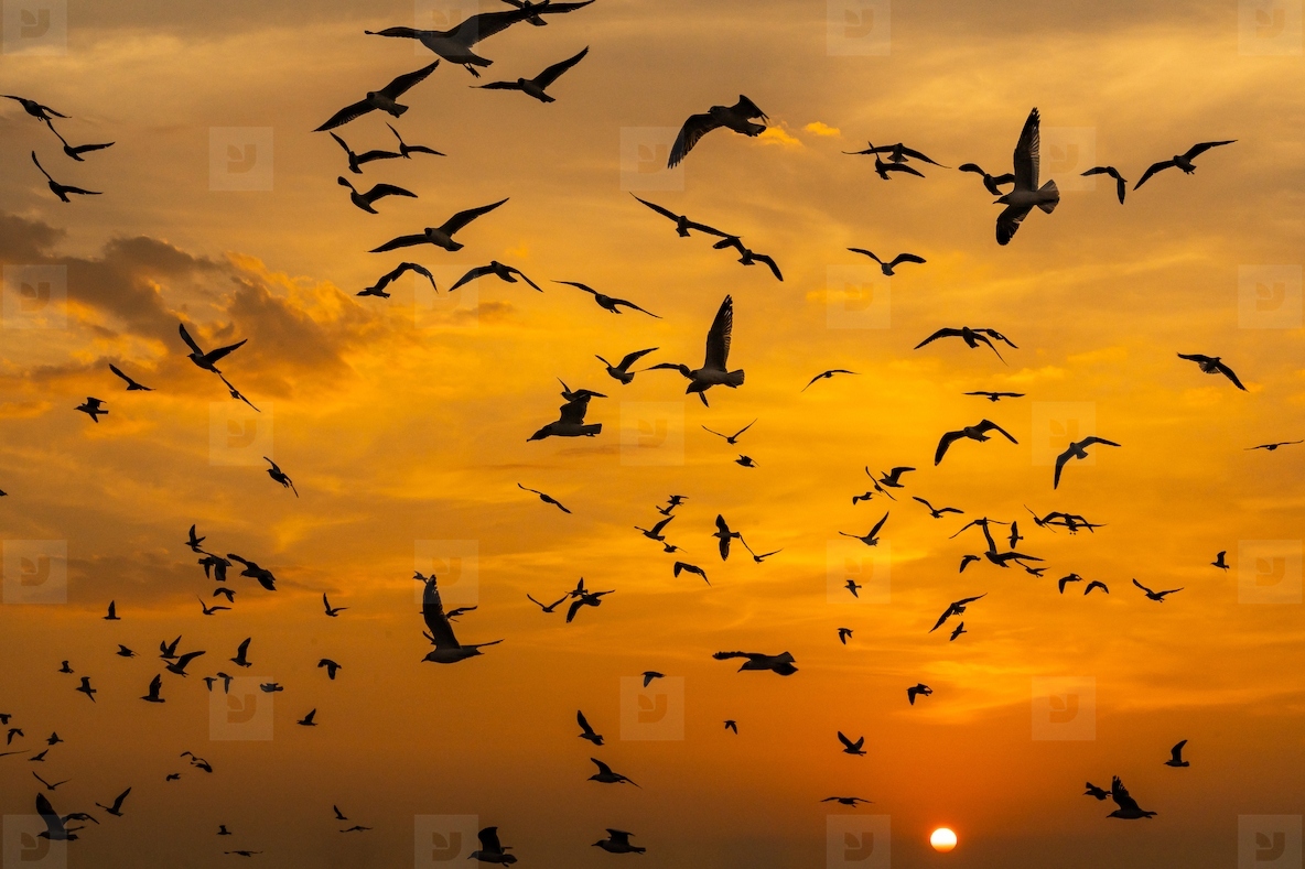 Many seagulls fleeing from the cold weather in Siberia come to B