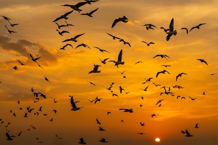 Many seagulls fleeing from the cold weather in Siberia come to B