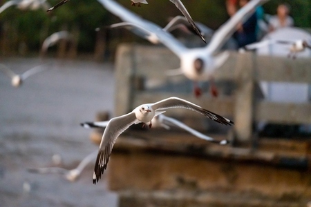 Many seagulls fleeing from the cold weather in Siberia come to B