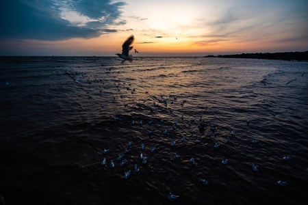Many seagulls fleeing from the cold weather in Siberia come to B Many seagulls fleeing from the cold weather in Siberia come to B