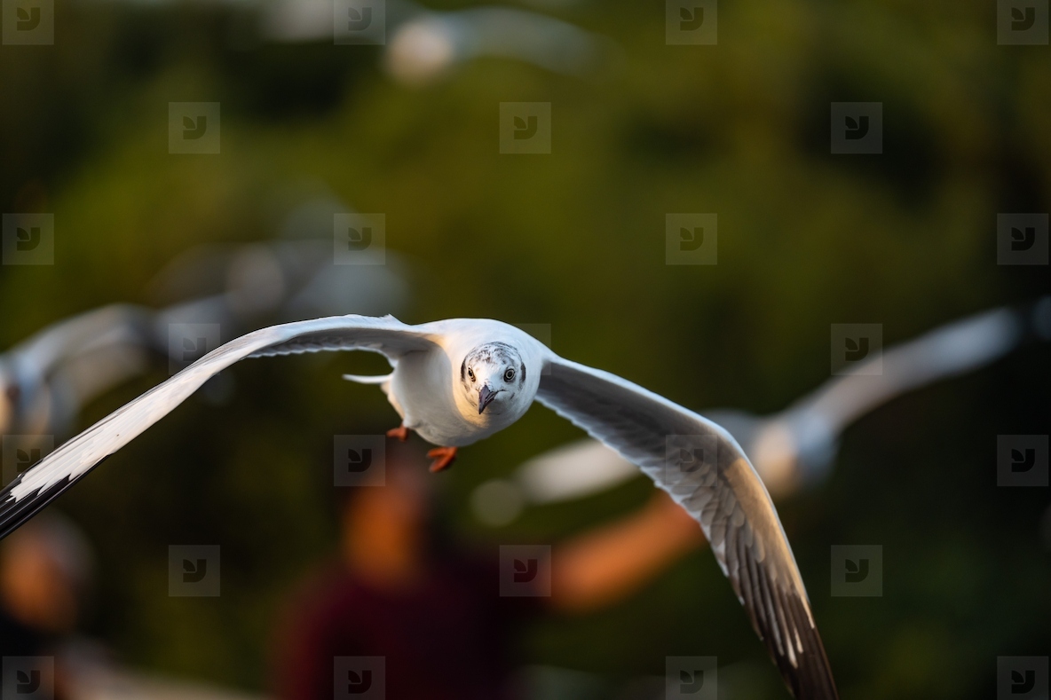 Many seagulls fleeing from the cold weather in Siberia come to B