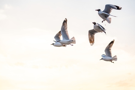 Many seagulls fleeing from the cold weather in Siberia come to B