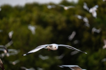 Many seagulls fleeing from the cold weather in Siberia come to B