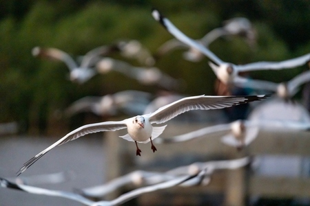 Many seagulls fleeing from the cold weather in Siberia come to B