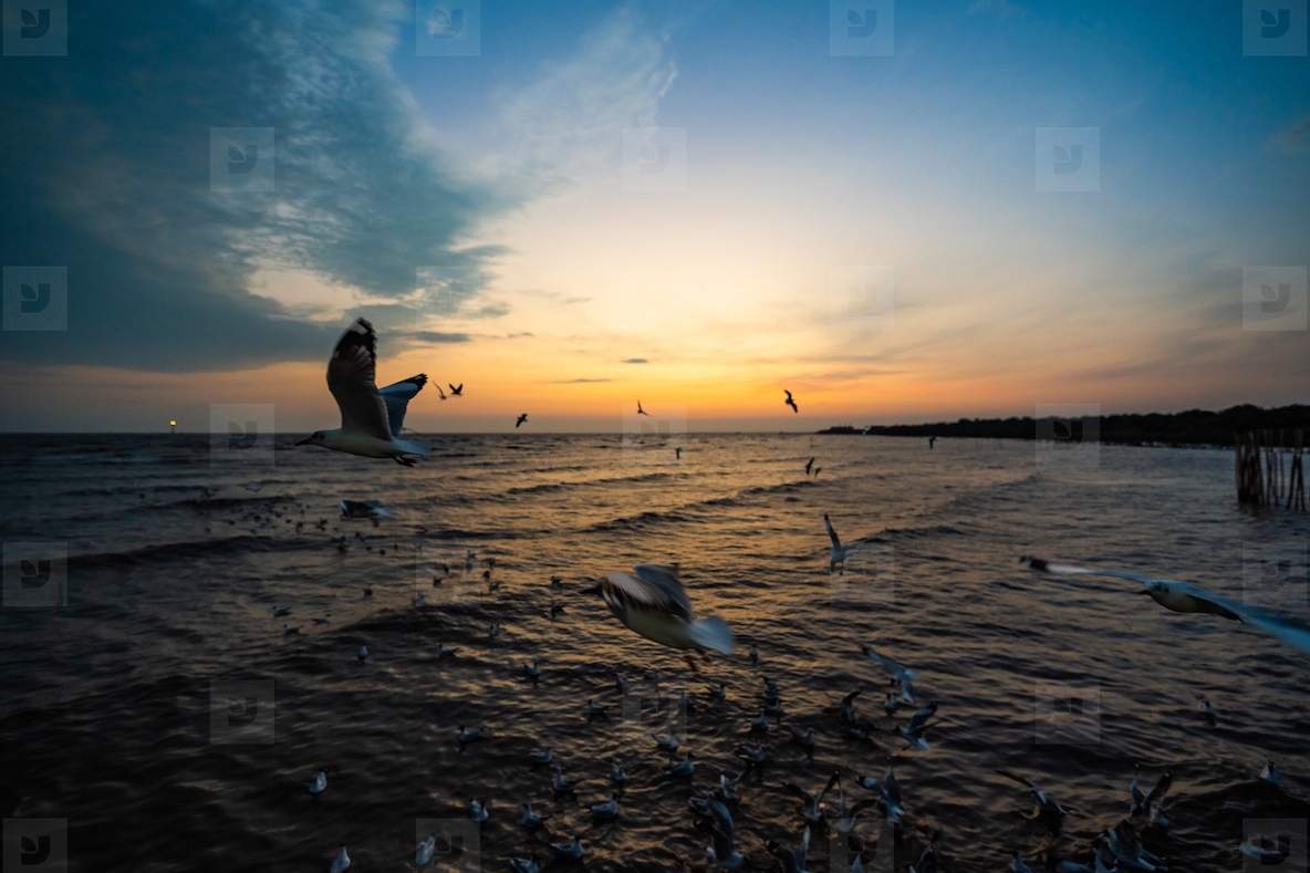 Many seagulls fleeing from the cold weather in Siberia come to B