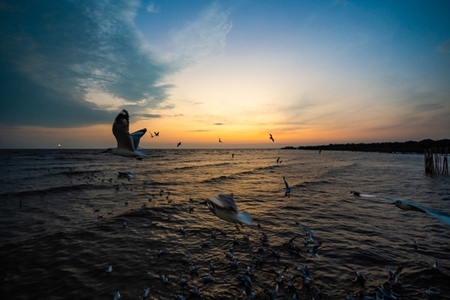Many seagulls fleeing from the cold weather in Siberia come to B Many seagulls fleeing from the cold weather in Siberia come to B