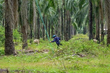 The atmosphere in the palm plantation is moist during the rainy
