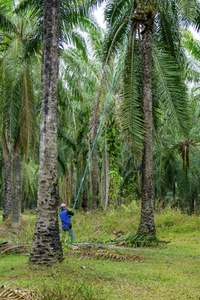 The atmosphere in the palm plantation is moist during the rainy