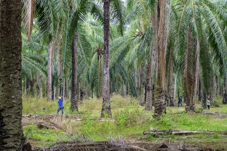 The atmosphere in the palm plantation is moist during the rainy The atmosphere in the palm plantation is moist during the rainy