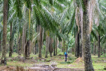 The atmosphere in the palm plantation is moist during the rainy The atmosphere in the palm plantation is moist during the rainy