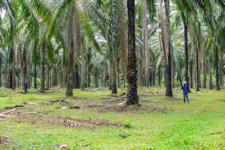 The atmosphere in the palm plantation is moist during the rainy The atmosphere in the palm plantation is moist during the rainy