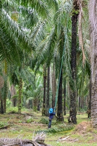 The atmosphere in the palm plantation is moist during the rainy The atmosphere in the palm plantation is moist during the rainy