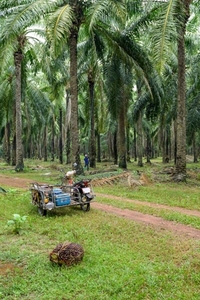 The atmosphere in the palm plantation is moist during the rainy The atmosphere in the palm plantation is moist during the rainy