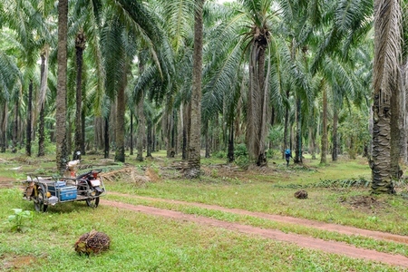 The atmosphere in the palm plantation is moist during the rainy The atmosphere in the palm plantation is moist during the rainy